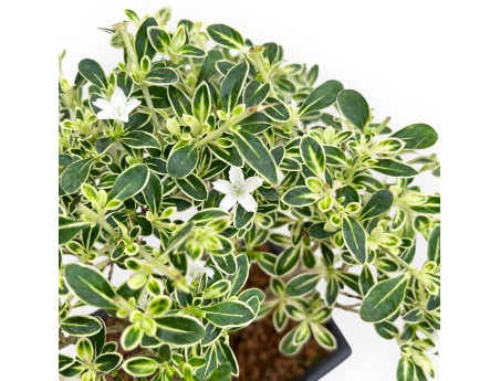 Serissa Foetida Variegata - Serissa - van 26 tot 29 cm