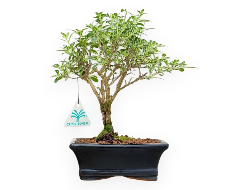 Serissa Foetida Variegata - Serissa - da 26 a 29 cm