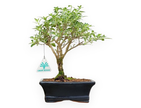 Serissa Foetida Variegata - Serissa - van 26 tot 29 cm