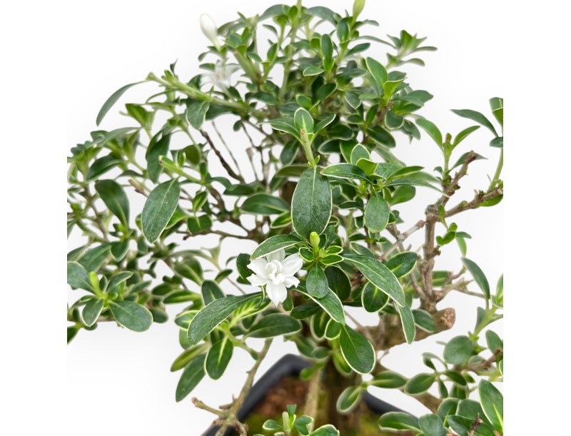 Serissa Foetida Variegata - Serissa - van 26 tot 29 cm