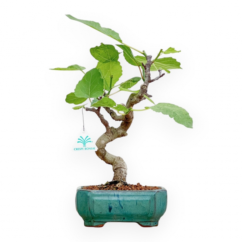 Ficus Carica - Fico - 33 cm