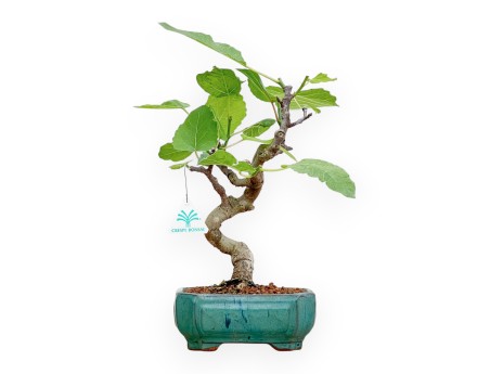 Ficus Carica - Fico - 33 cm