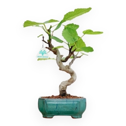 Ficus Carica - Fico - 33 cm