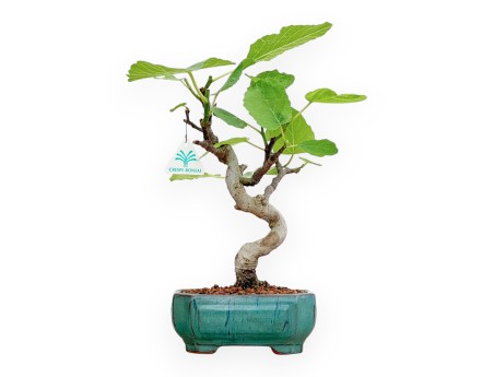 Ficus Carica - Fig - 33 cm