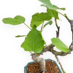 Ficus Carica - Fico - 33 cm