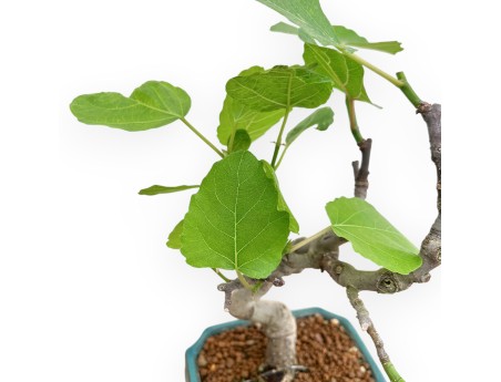 Ficus Carica - Figuier - 33 cm