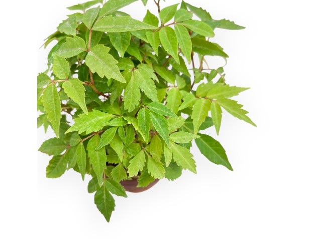 Toxicodendron Succedaneum - Arbre à cire - 22 cm 2