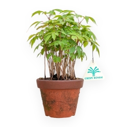 Toxicodendron Succedaneum - Albero della Cera - 22 cm