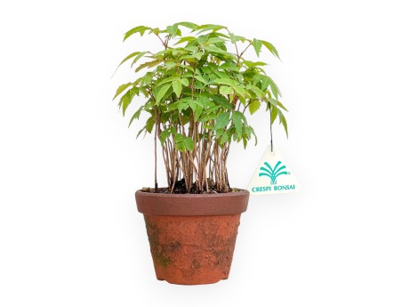 Toxicodendron Succedaneum - Albero della Cera - 22 cm