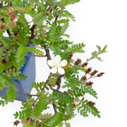 Osteomeles Anthyllidifolia - 21 cm
