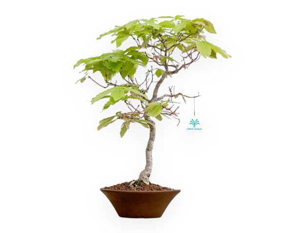 Quercus Serrata - Oak - 46 cm