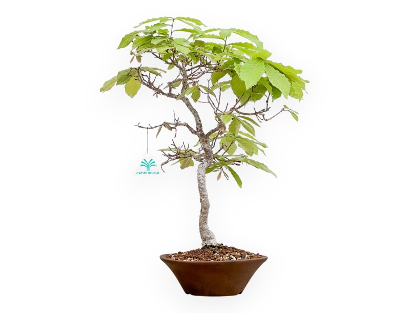 Quercus Serrata - Cork Oak - 46 cm