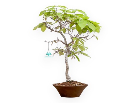 Quercus Serrata - Chêne-liège - 46 cm