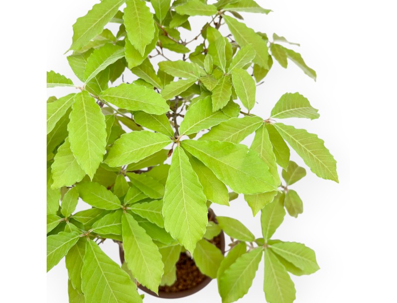 Quercus Serrata - Oak - 46 cm