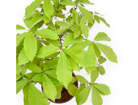 Quercus Serrata - Chêne-liège - 46 cm