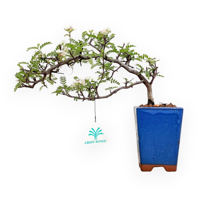 Osteomeles Anthyllidifolia - 23 cm