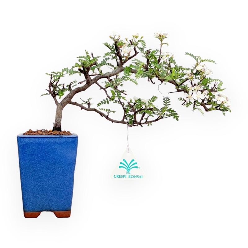 Osteomeles Anthyllidifolia - 23 cm