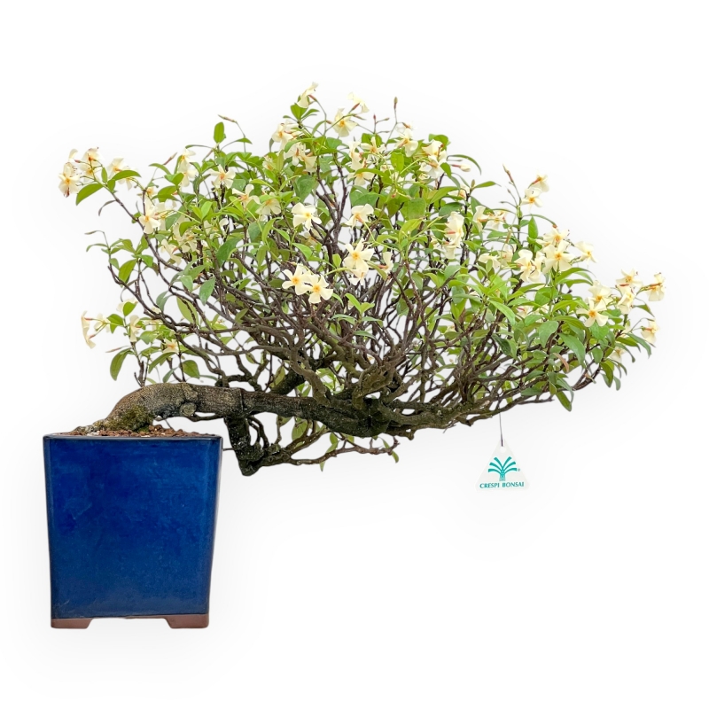 Trachelospermum Asiaticum - Gelsomino Orientale - 46 cm