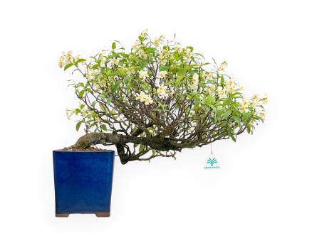 Trachelospermum Asiaticum - Asiatic Jasmine - 46 cm