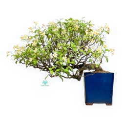Trachelospermum Asiaticum - Gelsomino Orientale - 46 cm