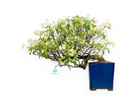 Trachelospermum Asiaticum - Faux Jasmine - 46 cm