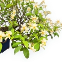 Trachelospermum Asiaticum - Gelsomino Orientale - 46 cm