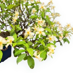 Trachelospermum Asiaticum - Gelsomino Orientale - 46 cm