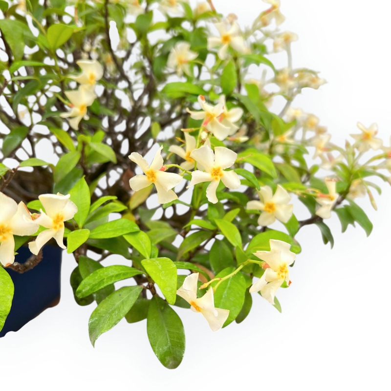 Trachelospermum Asiaticum - Gelsomino Orientale - 46 cm