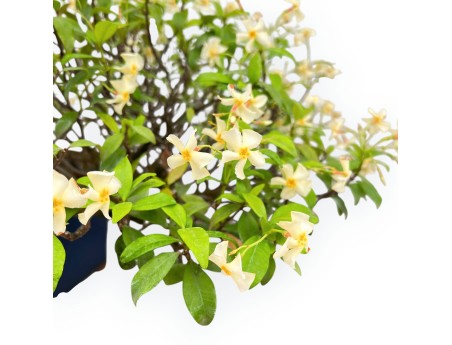 Trachelospermum Asiaticum - Faux Jasmine - 46 cm