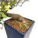 Trachelospermum Asiaticum - Gelsomino Orientale - 46 cm