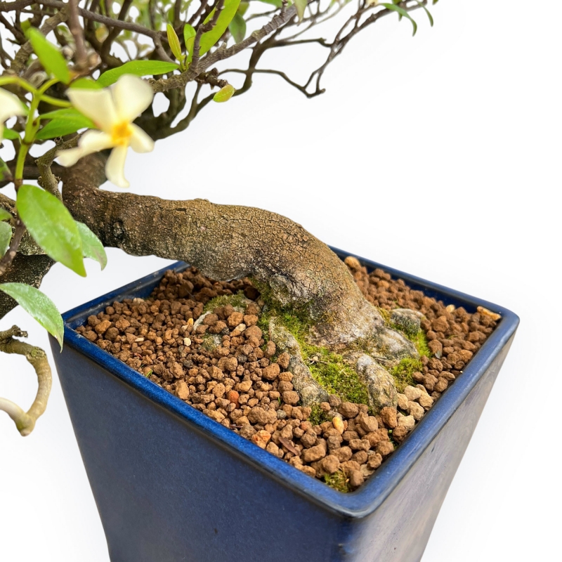 Trachelospermum Asiaticum - Gelsomino Orientale - 46 cm