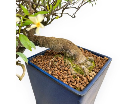 Trachelospermum Asiaticum - Gelsomino Orientale - 46 cm