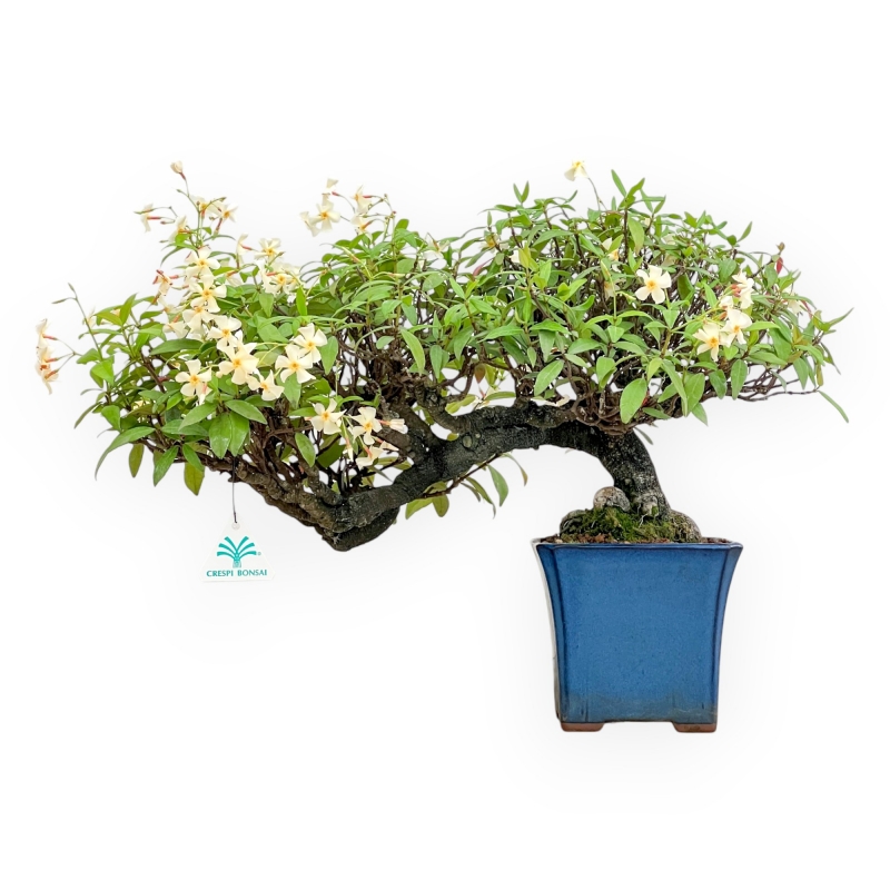 Trachelospermum Asiaticum - Gelsomino Orientale - 36 cm