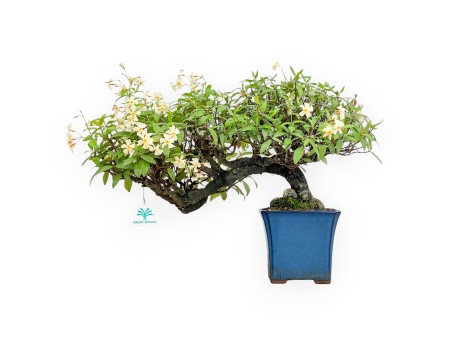 Trachelospermum Asiaticum - Asiatic Jasmine - 36 cm