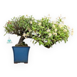 Trachelospermum Asiaticum - Gelsomino Orientale - 36 cm