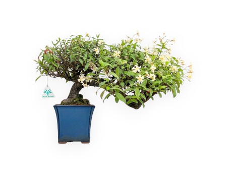 Trachelospermum Asiaticum - Asiatic Jasmine - 36 cm