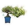 Trachelospermum Asiaticum - Asiatic Jasmine - 36 cm