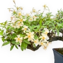 Trachelospermum Asiaticum - Gelsomino Orientale - 36 cm