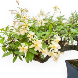 Trachelospermum Asiaticum - Gelsomino Orientale - 36 cm