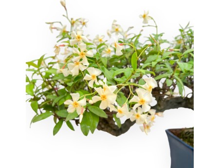 Trachelospermum Asiaticum - Asiatic Jasmine - 36 cm