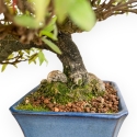 Trachelospermum Asiaticum - Gelsomino Orientale - 36 cm
