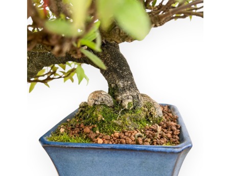 Trachelospermum Asiaticum - Faux Jasmine - 36 cm