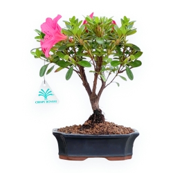 Rhododendron Indicum - Azalea - 25 cm