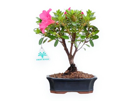 Rhododendron Indicum - Azalée - 25 cm
