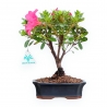 Rhododendron Indicum - Azalea - 25 cm