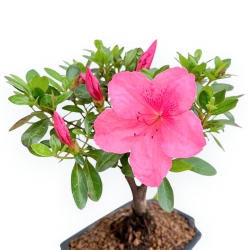 Rhododendron Indicum - Azalea - 25 cm