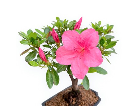 Rhododendron Indicum - Azalea - 25 cm