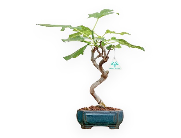 Ficus Carica - Fico - 40 cm