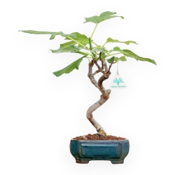 Ficus Carica - Fig - 40 cm