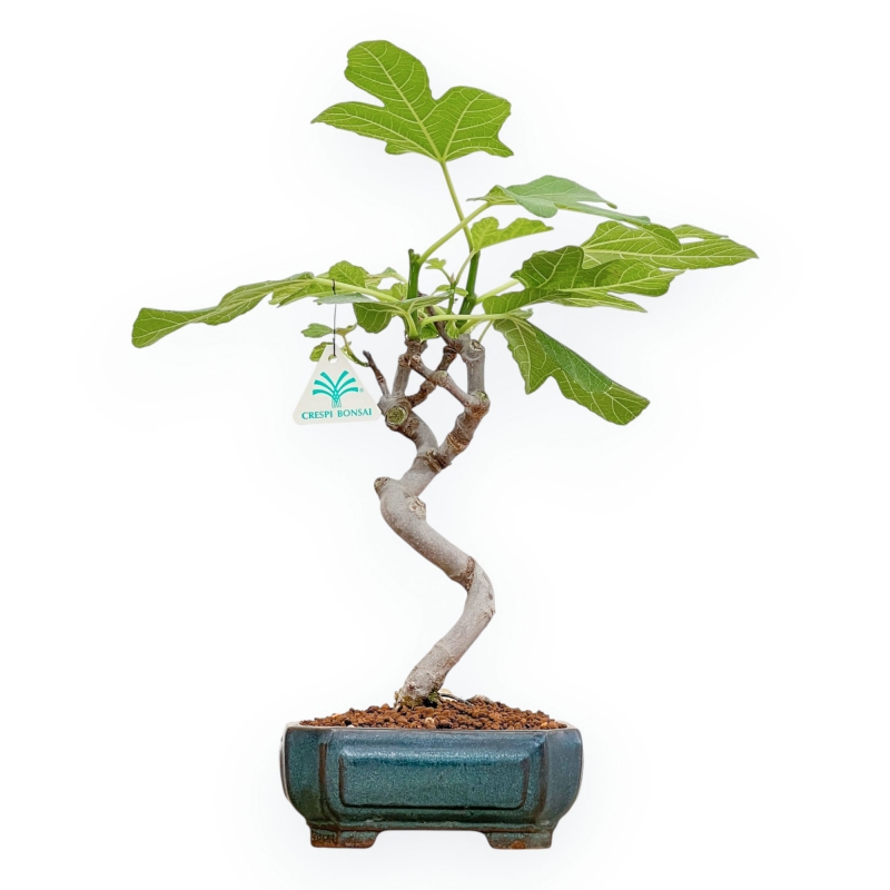 Ficus Carica - Fig - 40 cm